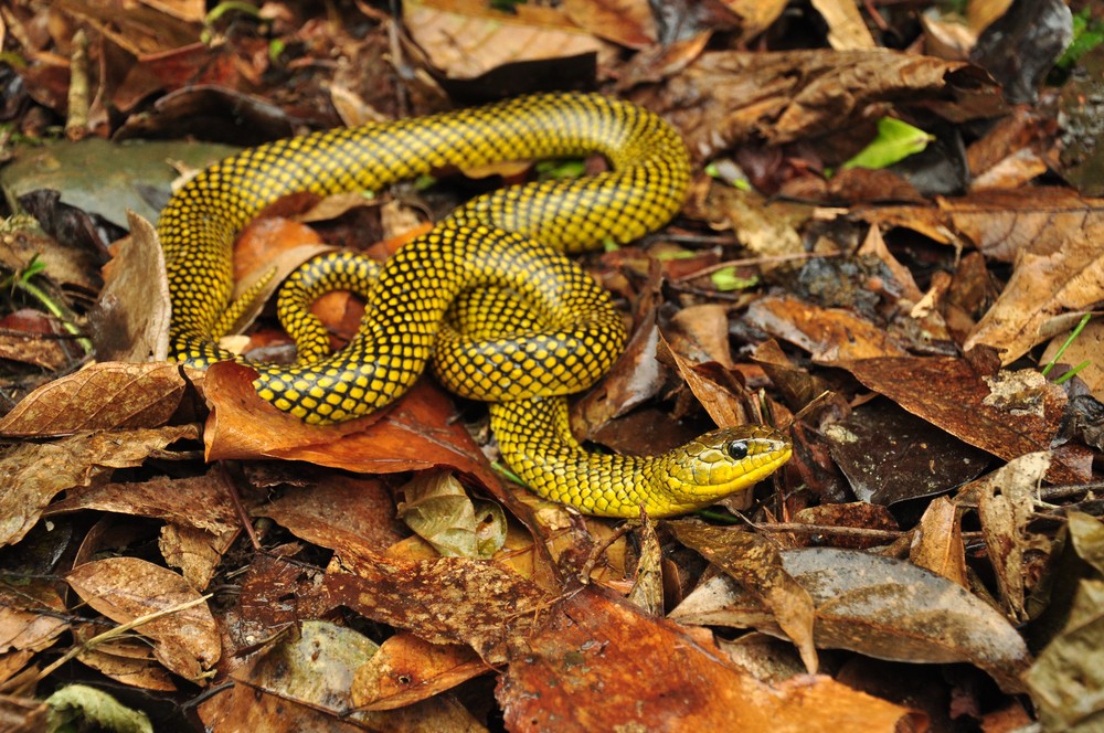 cobra dagua erytholamprus miliaris