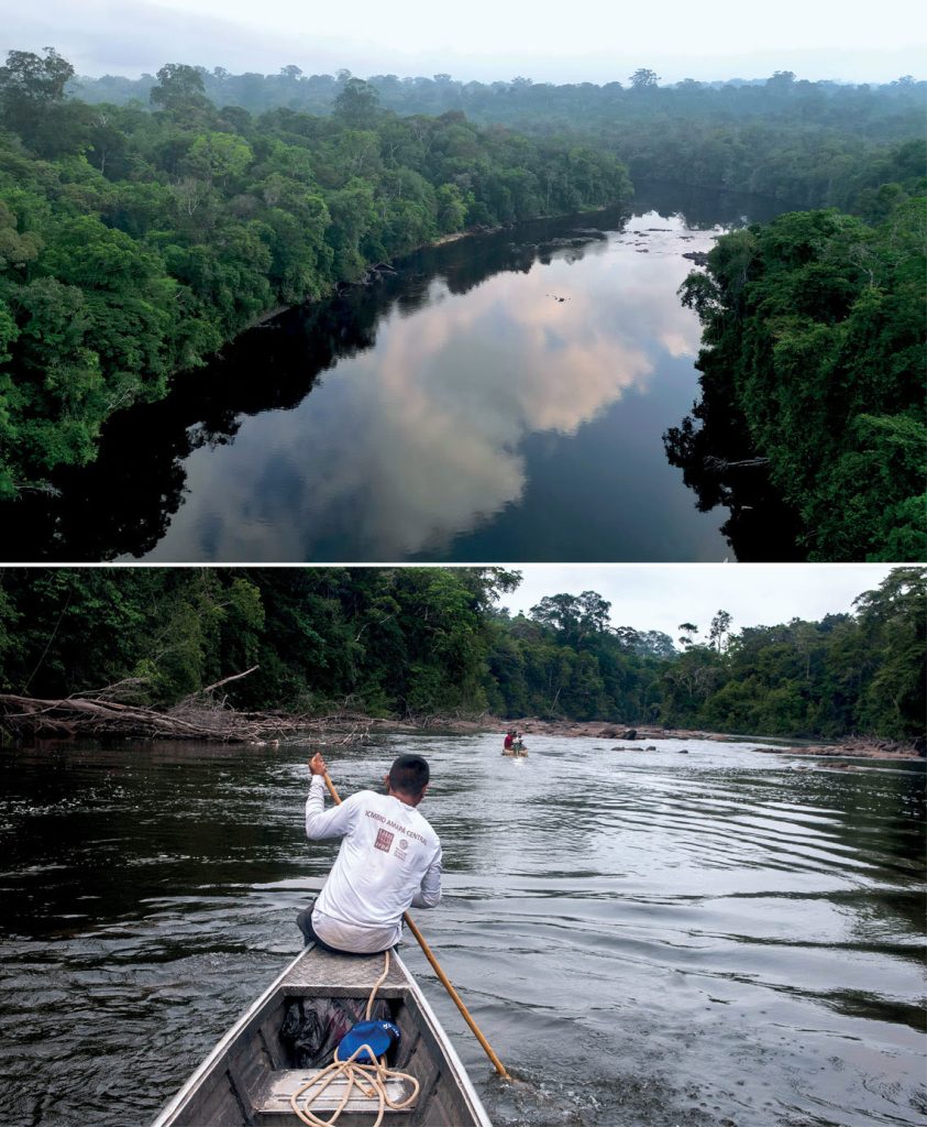 arvores amazonia fapesp 1