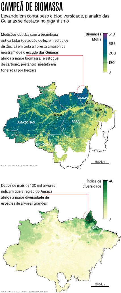 arvores amazonia fapesp 4