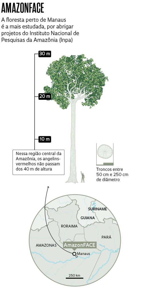arvores amazonia fapesp 5