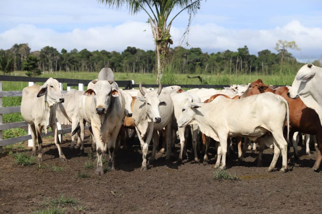 Vacinação de febre aftosa