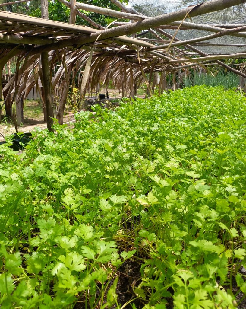 Novo Airão é contemplado com R$ 206 mil do PAA para compra de produção da agricultura familiar 1 IMG 20240715 WA0059