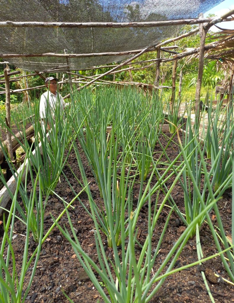 Novo Airão é contemplado com R$ 206 mil do PAA para compra de produção da agricultura familiar 2 IMG 20240715 WA0060