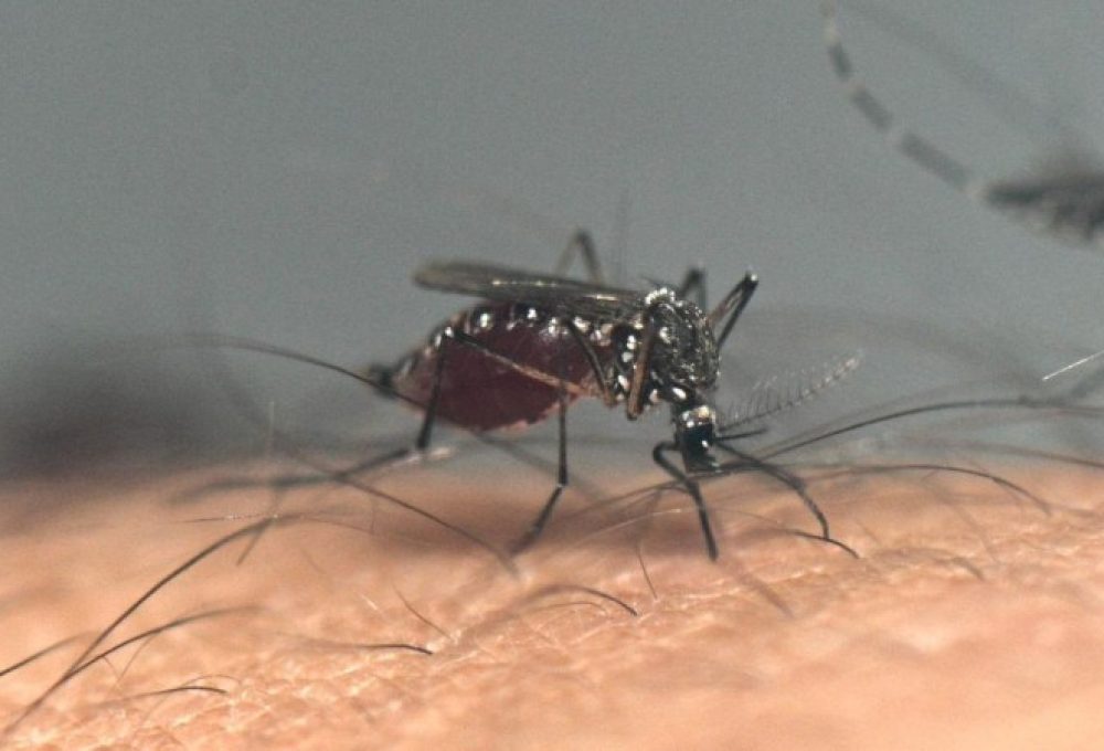 Aedes aegypti, vetor da doença: metade da população mundia está suscetível  - (crédito: AFP)