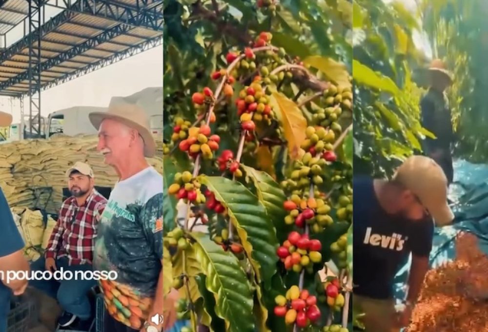 Com olho no futuro, Jarlem quer transformar Boa Vista do Ramos em polo cafeeiro do AM