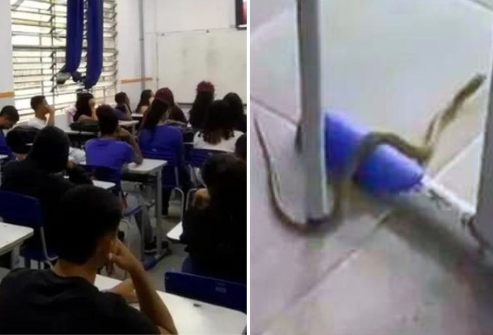 Alunos evacuam sala de aula após encontrarem cobras rastejando por escola em Santos (SP) — Foto: Reprocução