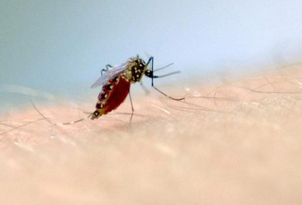 Morte por dengue é confirmada em Manaus (Foto: Reprodução)