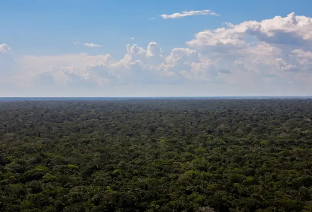 Floresta margeada pelo Rio Negro — Foto: Fabio Rodrigues-Pozzebom/Agência Brasil