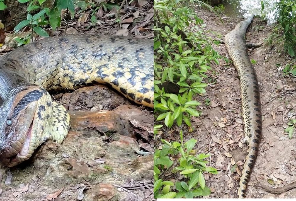 Cobra de quase 7 metros foi encontrada morta. — Foto: Reprodução