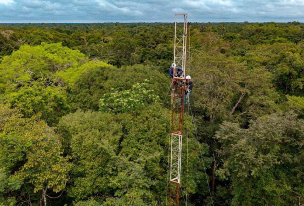 Florestas de várzea são áreas alagadas ao longo de grandes rios amazônicos de água branca